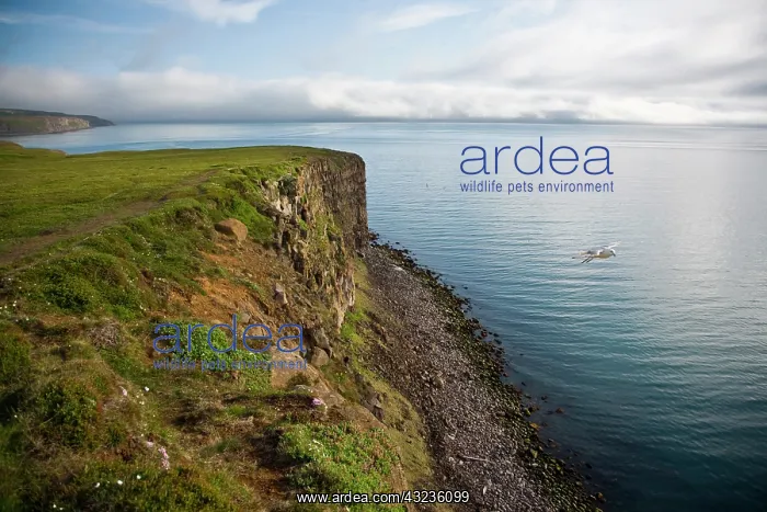 : A Northern Fulmar glides by a cliff in northeastern : A Northern Fulmar glides by a cliff in northeastern