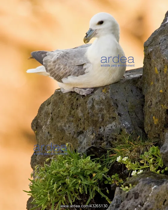 : Northern Fulmar guards a nest in Iceland : Northern Fulmar guards a nest in Iceland