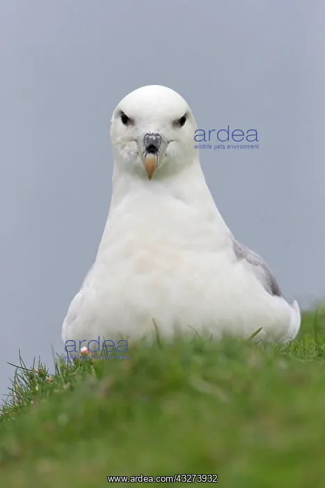  : Northern fulmar, northern fulmars (Fulmarus glacialis)