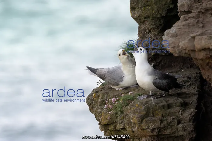 : Northern Fulmar pair communicating on cliff edge : Northern Fulmar pair communicating on cliff edge
