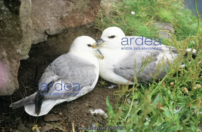 : Northern FULMAR - pair at nesting site : Northern FULMAR - pair at nesting site