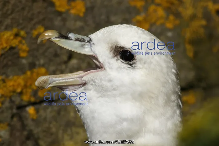 : Northern Fulmar - portrait - Scotland, UK : Northern Fulmar - portrait - Scotland, UK