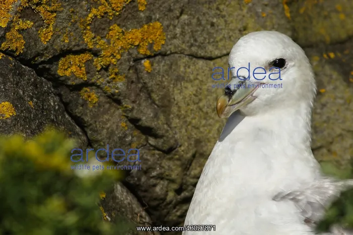 : Northern Fulmar - portrait - Scotland, UK : Northern Fulmar - portrait - Scotland, UK