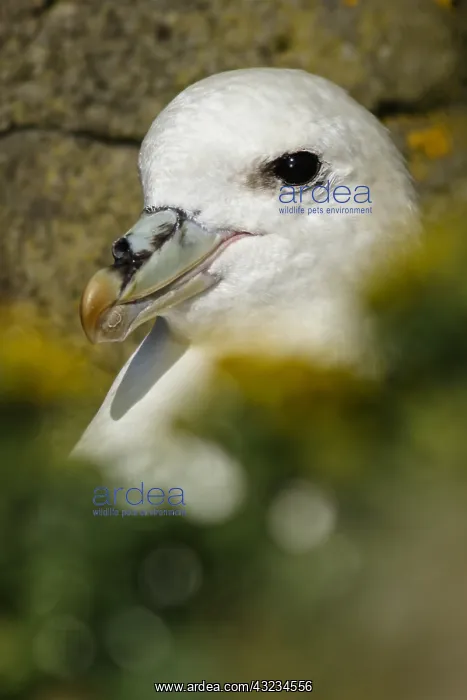: Northern Fulmar - portrait - Scotland, UK : Northern Fulmar - portrait - Scotland, UK