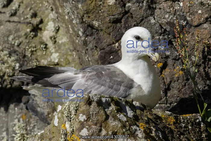: Northern Fulmar - resting in nest on cliffs - Scotland, UK : Northern Fulmar - resting in nest on cliffs - Scotland, UK