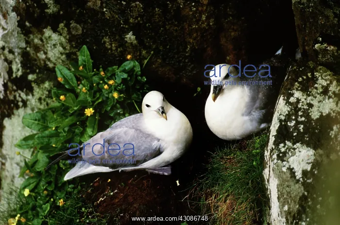 : Northern Fulmars : Northern Fulmars