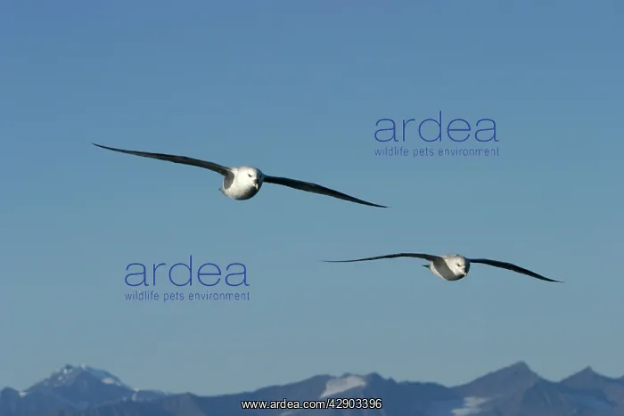 : Northern Fulmars - in flight : Northern Fulmars - in flight