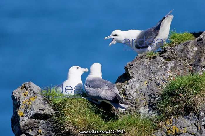 : Northern Fulmars guard a nest. Snaefellsness : Northern Fulmars guard a nest. Snaefellsness