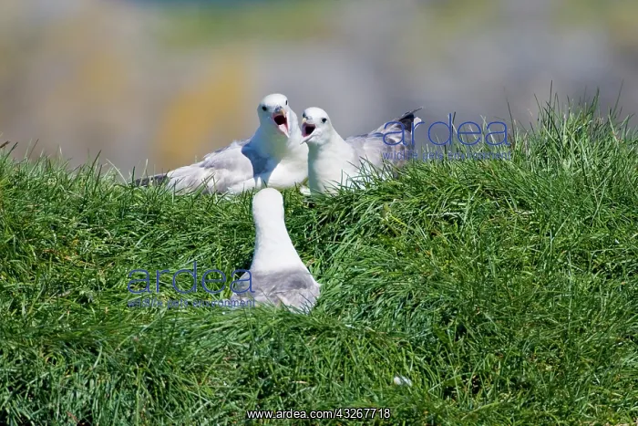 : Northern Fulmars guard a nest. Snaefellsness : Northern Fulmars guard a nest. Snaefellsness