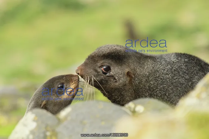 : Northern Fur Seal : Northern Fur Seal