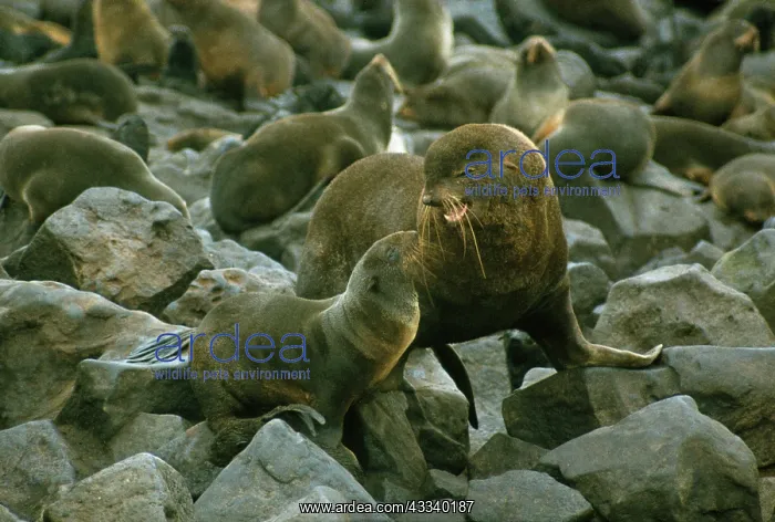 : Northern Fur Seal - bull greeting cow : Northern Fur Seal - bull greeting cow