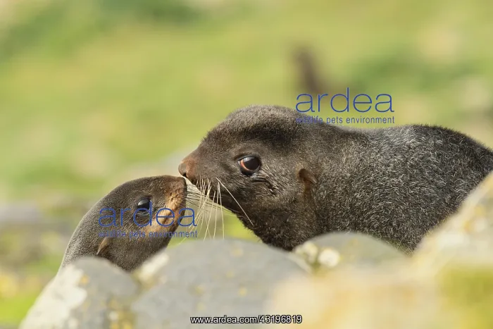 : Northern Fur Seal (Callorhinus ursinus) male and : Northern Fur Seal (Callorhinus ursinus) male and