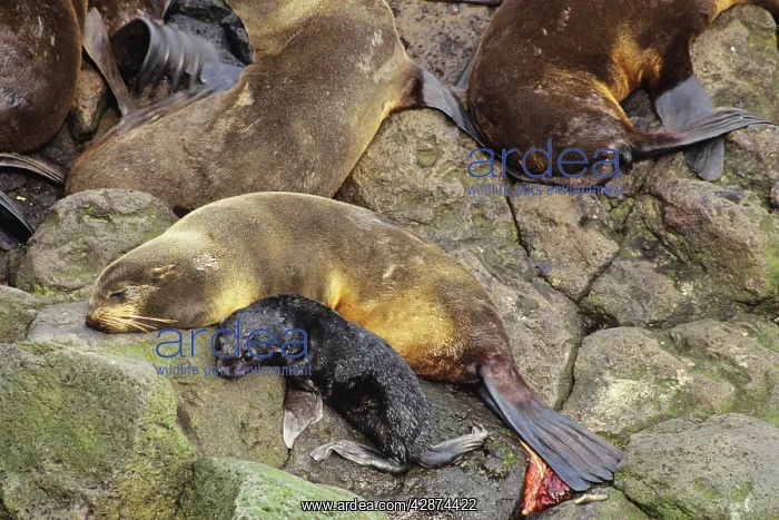 : Northern Fur Seal -female rests after giving birth : Northern Fur Seal -female rests after giving birth