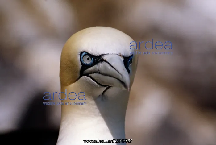 : Northern GANNET : Northern GANNET