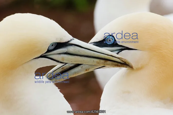 : Northern Gannet : Northern Gannet