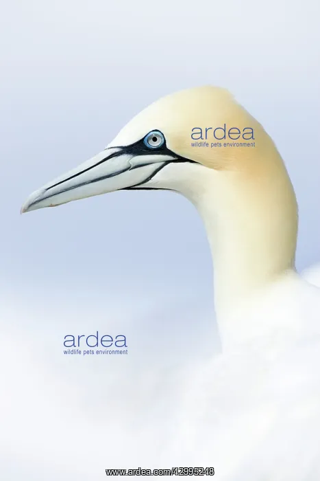  : Northern Gannet
