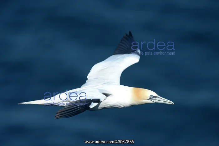  : Northern Gannet