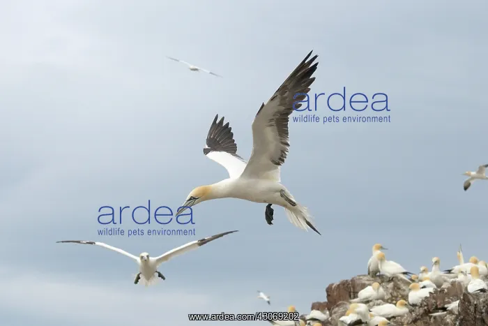 : Northern Gannet : Northern Gannet
