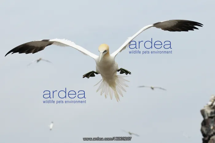 : Northern Gannet : Northern Gannet
