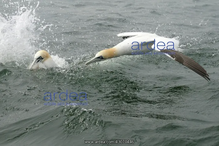 : Northern Gannet : Northern Gannet