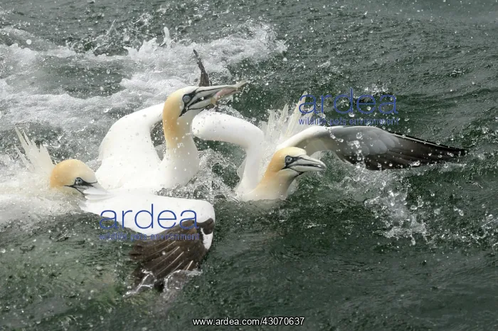 : Northern Gannet : Northern Gannet