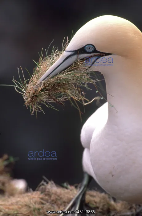  : Northern Gannet