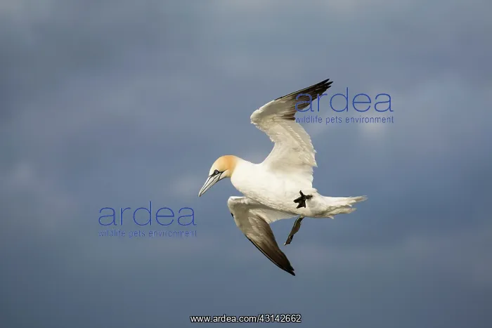 : Northern Gannet : Northern Gannet