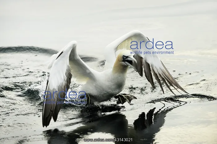 : Northern Gannet : Northern Gannet