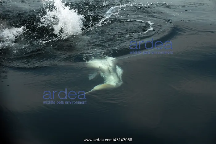 : Northern Gannet : Northern Gannet