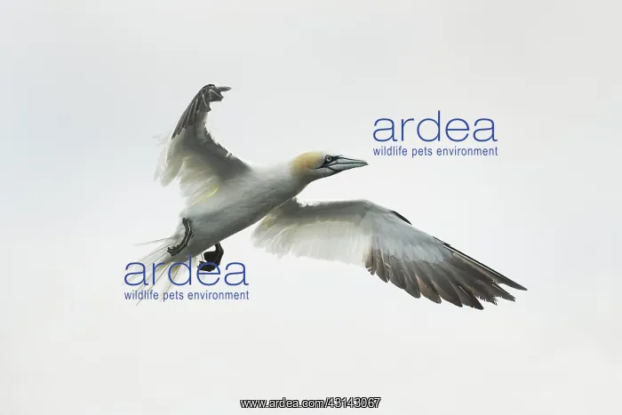 : Northern Gannet : Northern Gannet
