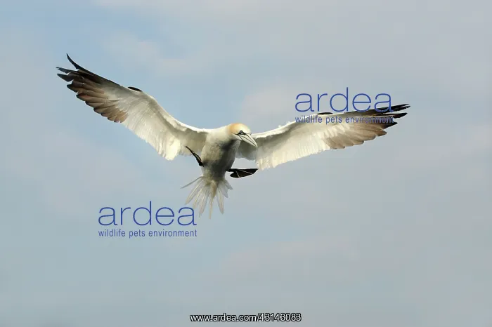 : Northern Gannet : Northern Gannet