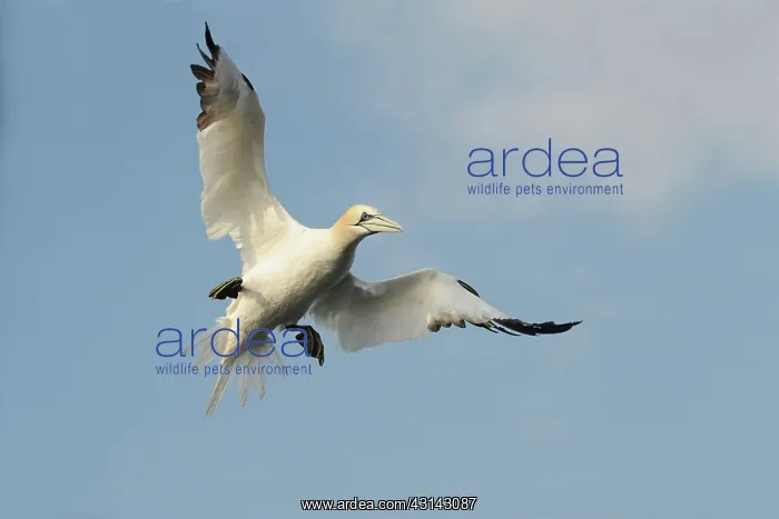 : Northern Gannet : Northern Gannet