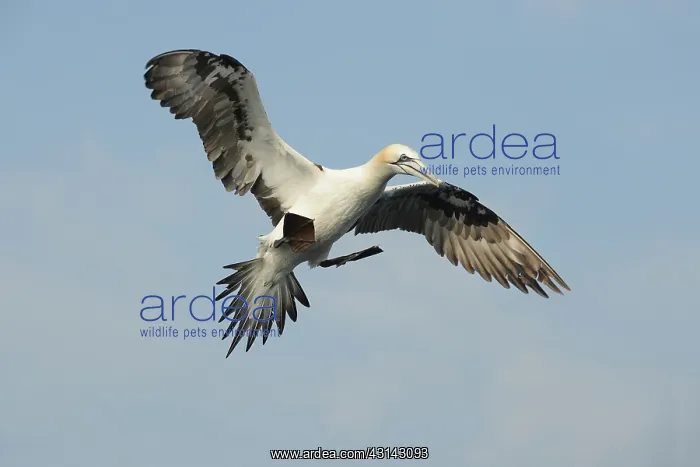 : Northern Gannet : Northern Gannet
