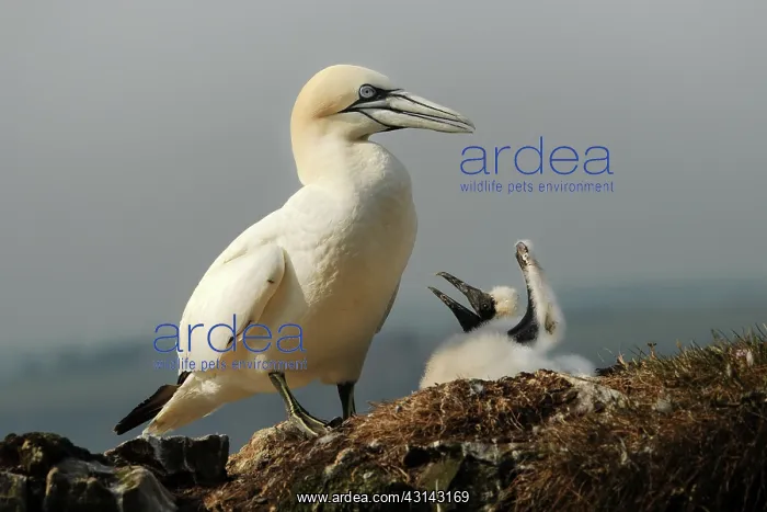 : Northern Gannet : Northern Gannet