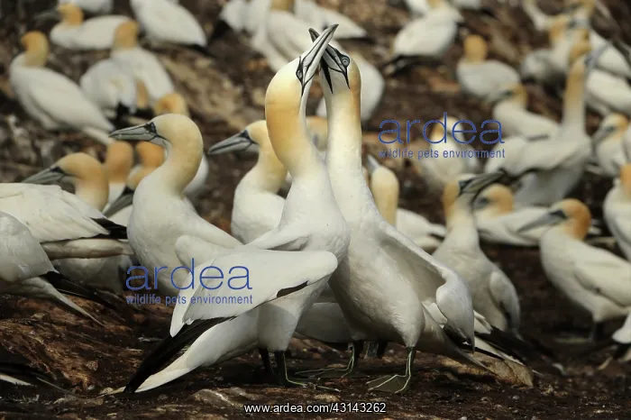 : Northern Gannet : Northern Gannet