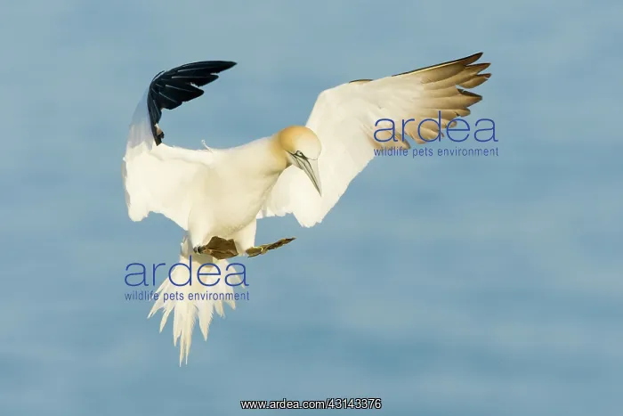 : Northern Gannet : Northern Gannet