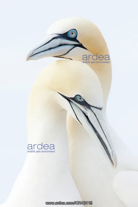 : Northern Gannet : Northern Gannet