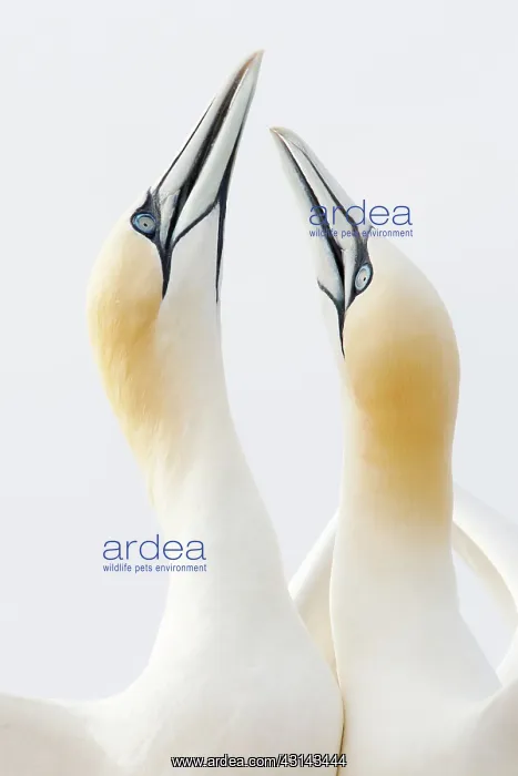 : Northern Gannet : Northern Gannet