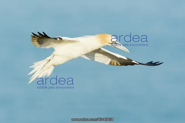 : Northern Gannet : Northern Gannet