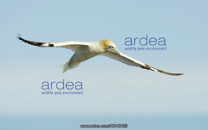 : Northern Gannet : Northern Gannet