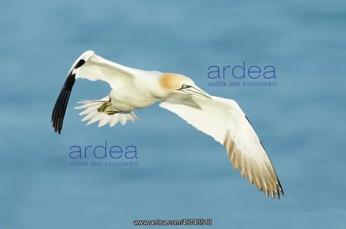 : Northern Gannet : Northern Gannet