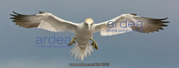 : Northern Gannet : Northern Gannet