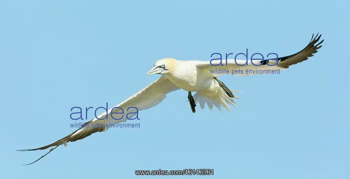 : Northern Gannet : Northern Gannet