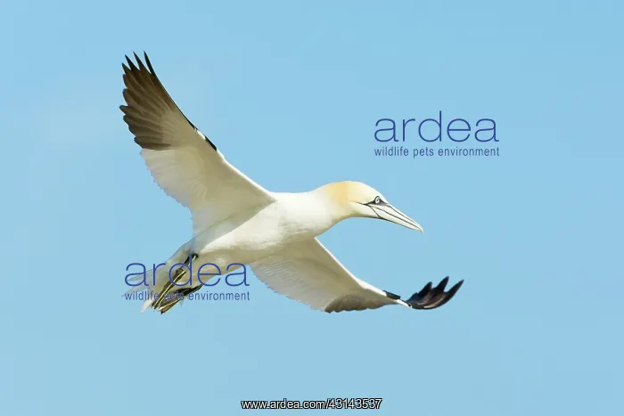 : Northern Gannet : Northern Gannet