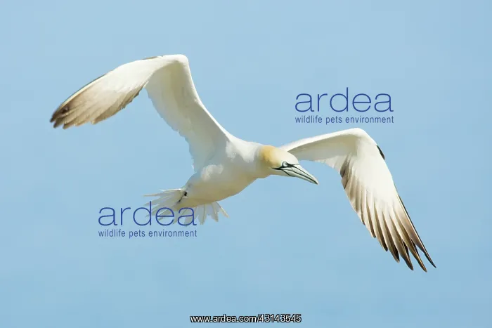 : Northern Gannet : Northern Gannet