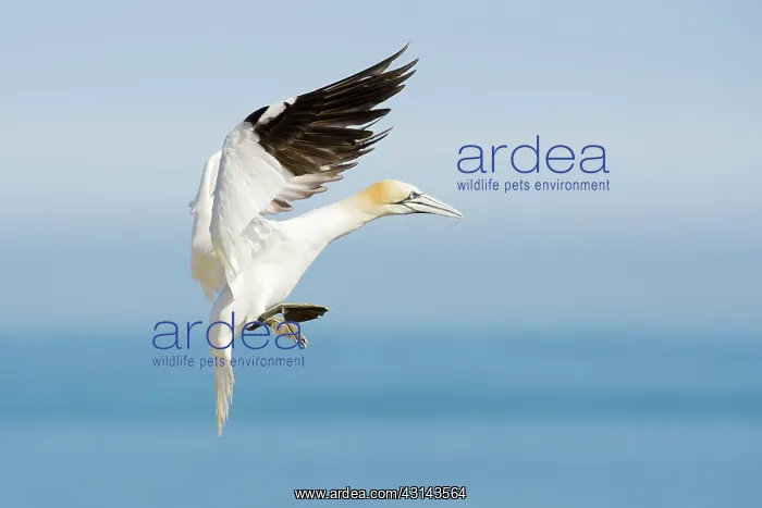: Northern Gannet : Northern Gannet