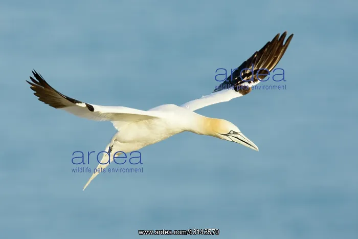 : Northern Gannet : Northern Gannet