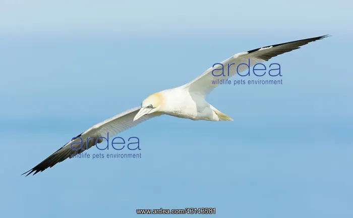 : Northern Gannet : Northern Gannet