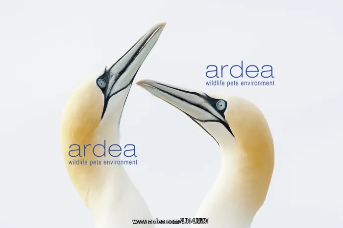 : Northern Gannet : Northern Gannet