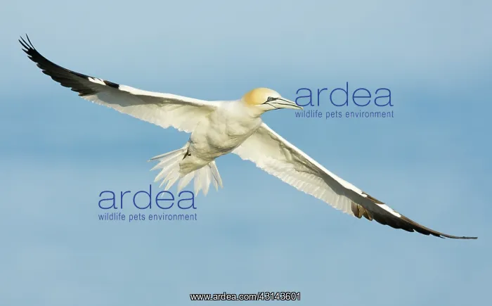 : Northern Gannet : Northern Gannet